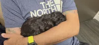 Tonka, a male Portuguese Water Dog and Goldendoodle for sale in Oviedo, FL – 7 of 10
