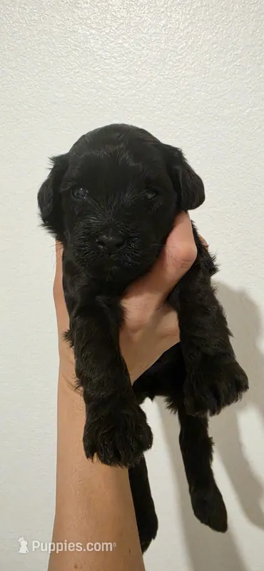 Coco – Portuguese Water Dog, Goldendoodle puppy for sale in Oviedo, FL