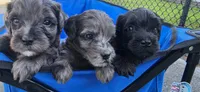 Maraca, a female Portuguese Water Dog and Goldendoodle for sale in Oviedo, FL – 4 of 6