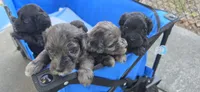 Tonka, a male Portuguese Water Dog and Goldendoodle for sale in Oviedo, FL – 5 of 10