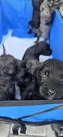 Tonka, a male Portuguese Water Dog and Goldendoodle for sale in Oviedo, FL – 10 of 10