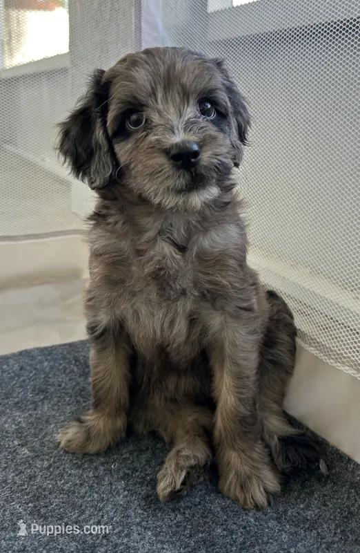 Manchita – Portuguese Water Dog, Goldendoodle puppy for sale in Oviedo, FL