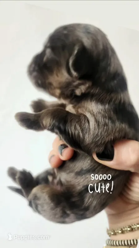 Tuki – Portuguese Water Dog, Goldendoodle puppy for sale in Oviedo, FL