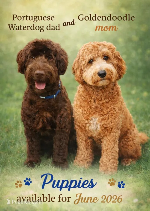 Bori – Portuguese Water Dog, Goldendoodle puppy for sale in Oviedo, FL