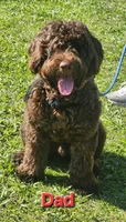 Tuki, a female Portuguese Water Dog and Goldendoodle for sale in Oviedo, FL – Photo 4 of 4