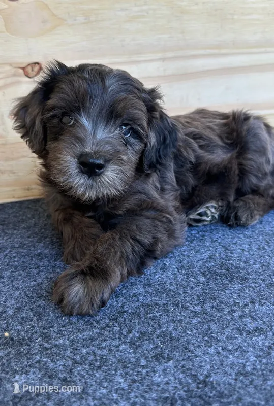 Chago – Portuguese Water Dog, Goldendoodle puppy for sale in Oviedo, FL