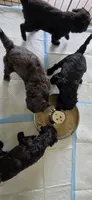 Tonka, a male Portuguese Water Dog and Goldendoodle for sale in Oviedo, FL – 4 of 10