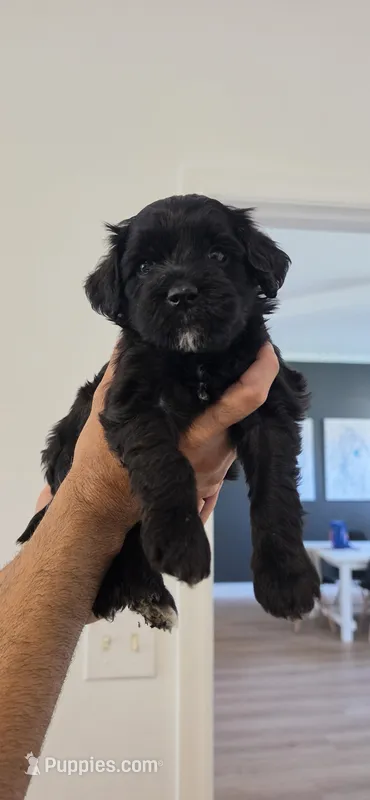 Chibita – Portuguese Water Dog, Goldendoodle puppy for sale in Oviedo, FL
