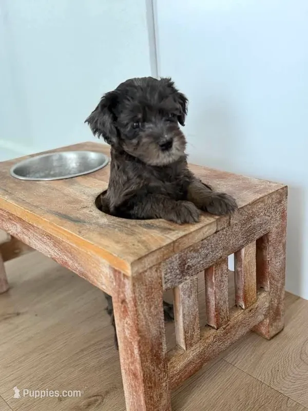 Chago – Portuguese Water Dog, Goldendoodle puppy for sale in Oviedo, FL