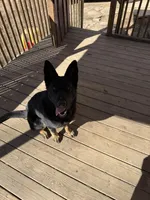 Lucy, a female German Shepherd Dog for sale in Clendenin, WV – Photo 2 of 4