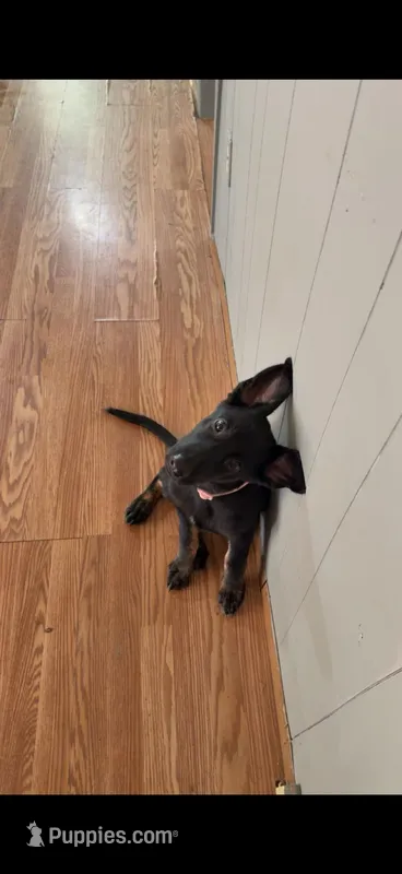 Lucy – German Shepherd Dog puppy for sale in Clendenin, WV