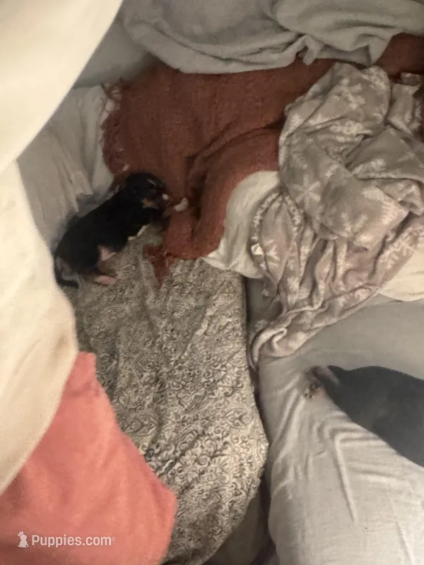 Dorby – American Pit Bull Terrier, Beagle puppy for sale in Lakewood Ranch, FL