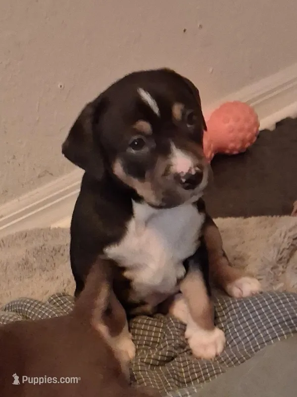 Dorby – American Pit Bull Terrier, Beagle puppy for sale in Lakewood Ranch, FL