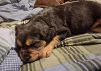 Night, a male American Pit Bull Terrier and Beagle for sale in Lakewood Ranch, FL – Photo 2 of 2