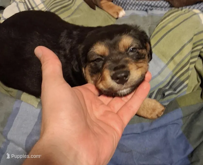 Night – American Pit Bull Terrier, Beagle puppy for sale in Lakewood Ranch, FL