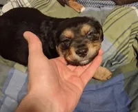 Night, a male American Pit Bull Terrier and Beagle for sale in Lakewood Ranch, FL – Photo 1 of 2