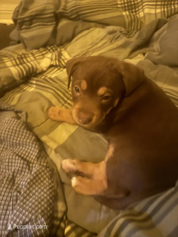 Mags – American Pit Bull Terrier, Beagle puppy for sale in Lakewood Ranch, FL