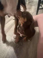 Mags, a female American Pit Bull Terrier and Beagle for sale in Lakewood Ranch, FL – Photo 2 of 2