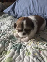 Piper, a female Shih Tzu for sale in Engelhard, NC – 4 of 7