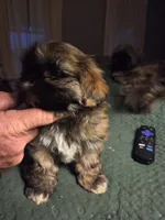 Zoey, a female Shih Tzu for sale in Engelhard, NC – 4 of 4