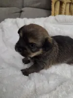 Riley, a male Shih Tzu for sale in Engelhard, NC – 3 of 3