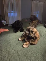 Zoey, a female Shih Tzu for sale in Engelhard, NC – 3 of 4