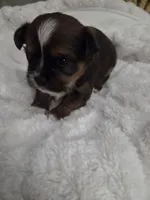River, a male Shih Tzu for sale in Engelhard, NC – 3 of 5