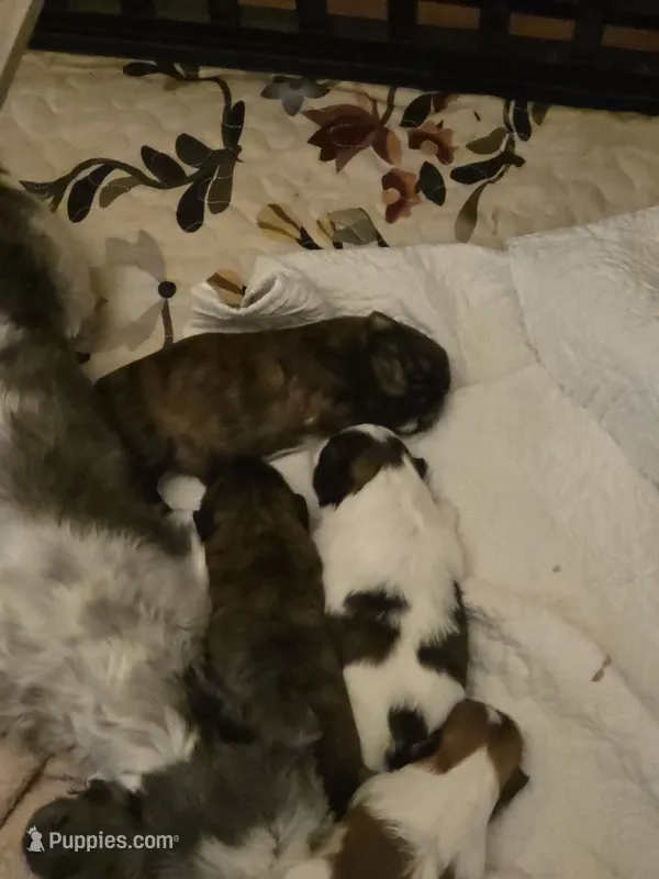 Zoey – Shih Tzu puppy for sale in Engelhard, NC