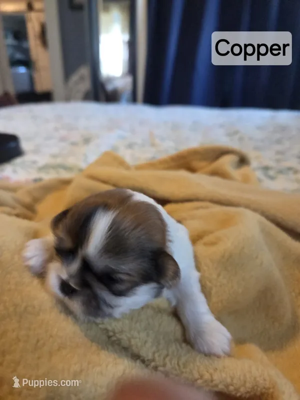 Copper – Shih Tzu puppy for sale in Engelhard, NC