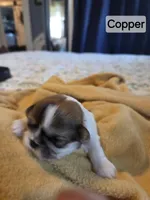 Copper, a male Shih Tzu for sale in Engelhard, NC – 2 of 3