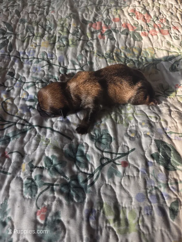 Riley – Shih Tzu puppy for sale in Engelhard, NC