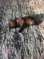 Riley, a female Shih Tzu for sale in Engelhard, NC – 1 of 1