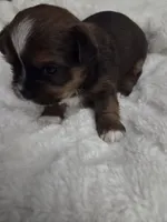 River, a male Shih Tzu for sale in Engelhard, NC – 2 of 5