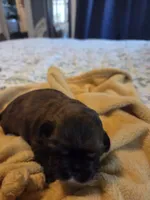 Willow, a female Shih Tzu for sale in Engelhard, NC – 2 of 3