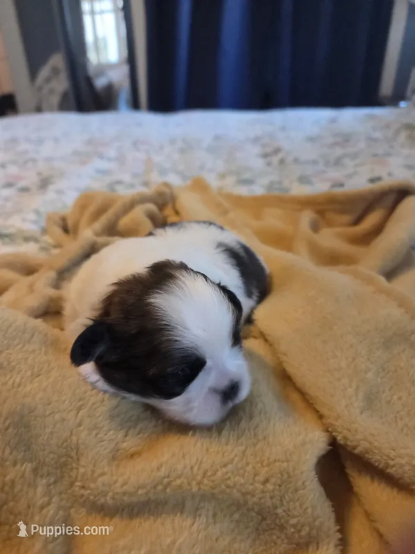 Piper – Shih Tzu puppy for sale in Engelhard, NC