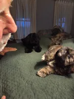 Zoey, a female Shih Tzu for sale in Engelhard, NC – 2 of 4