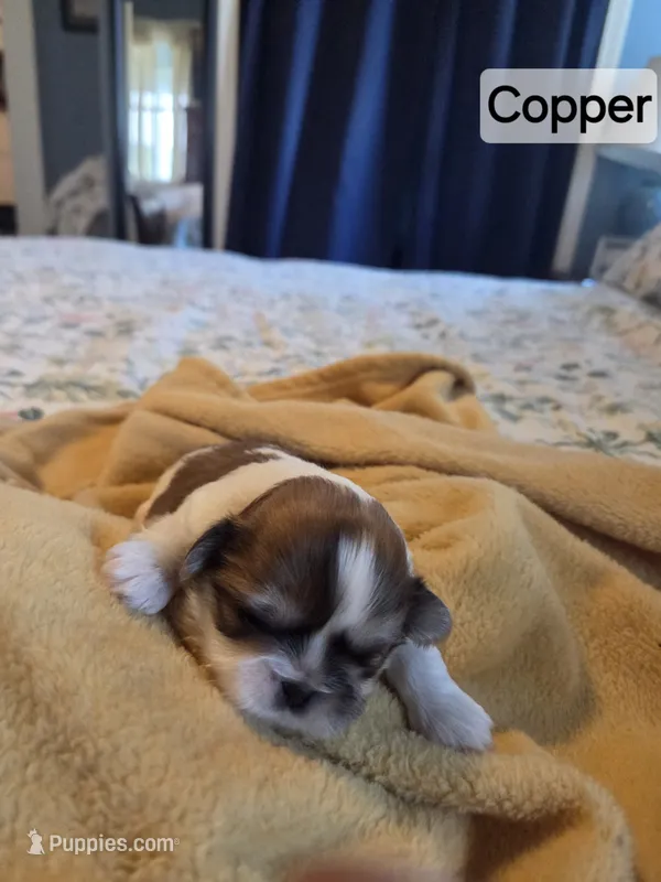 Copper – Shih Tzu puppy for sale in Engelhard, NC