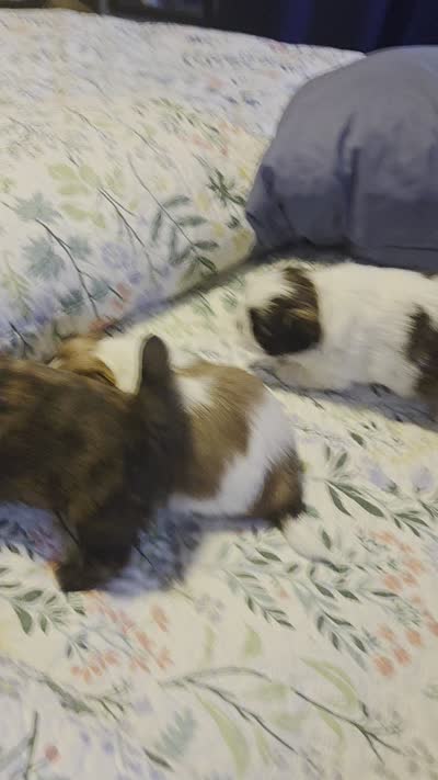 Piper, a female Shih Tzu for sale in Engelhard, NC – 7 of 7