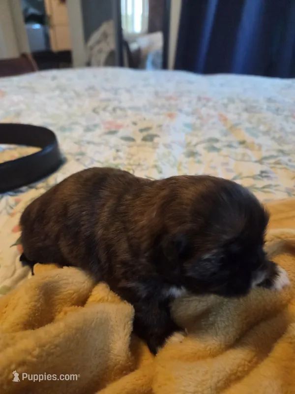 Zoey – Shih Tzu puppy for sale in Engelhard, NC