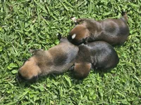 Wren, a female Shih Tzu for sale in Engelhard, NC – 2 of 2