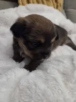 Riley, a male Shih Tzu for sale in Engelhard, NC – 2 of 3