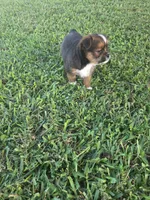 River, a male Shih Tzu for sale in Engelhard, NC – 5 of 5