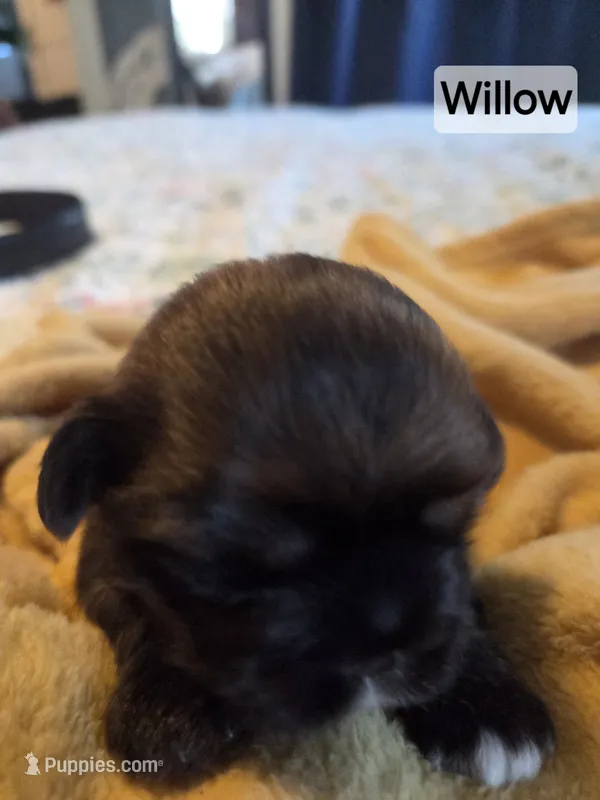 Willow – Shih Tzu puppy for sale in Engelhard, NC