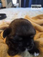 Willow, a female Shih Tzu for sale in Engelhard, NC – 1 of 3