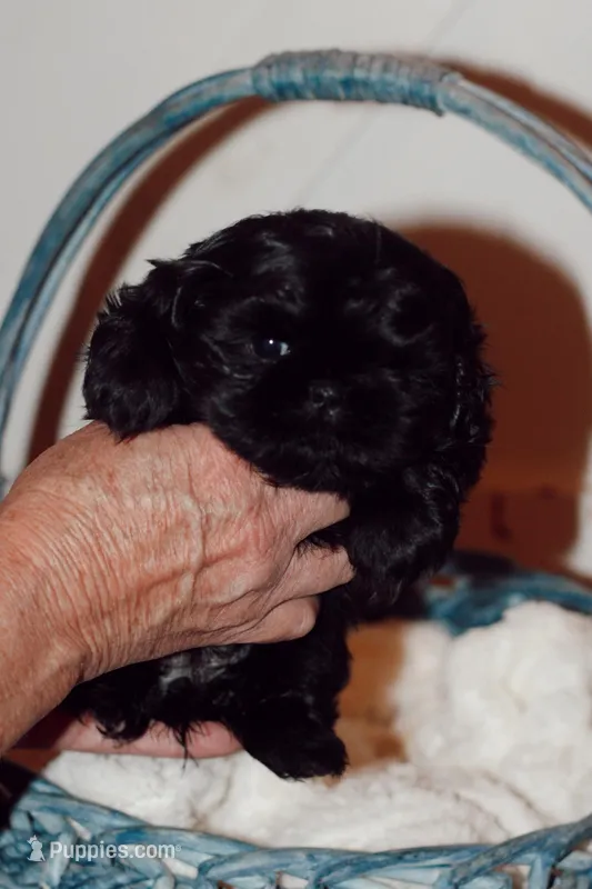 Jade, a female Shih Tzu for sale in Engelhard, NC – Photo 1 of 2