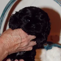 Jade, a female Shih Tzu for sale in Engelhard, NC – Photo 1 of 2