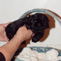 Jade, a female Shih Tzu for sale in Engelhard, NC – Photo 2 of 2