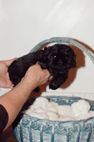 Jade, a female Shih Tzu for sale in Engelhard, NC – Photo 2 of 2