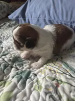 Piper, a female Shih Tzu for sale in Engelhard, NC – 5 of 7