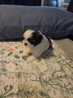 Piper, a female Shih Tzu for sale in Engelhard, NC – 6 of 7